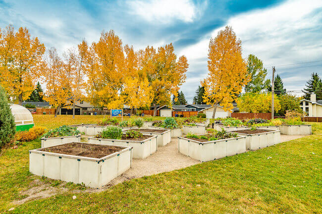 Community Garden in Lakeview, West Calgary, Alberta, Canada